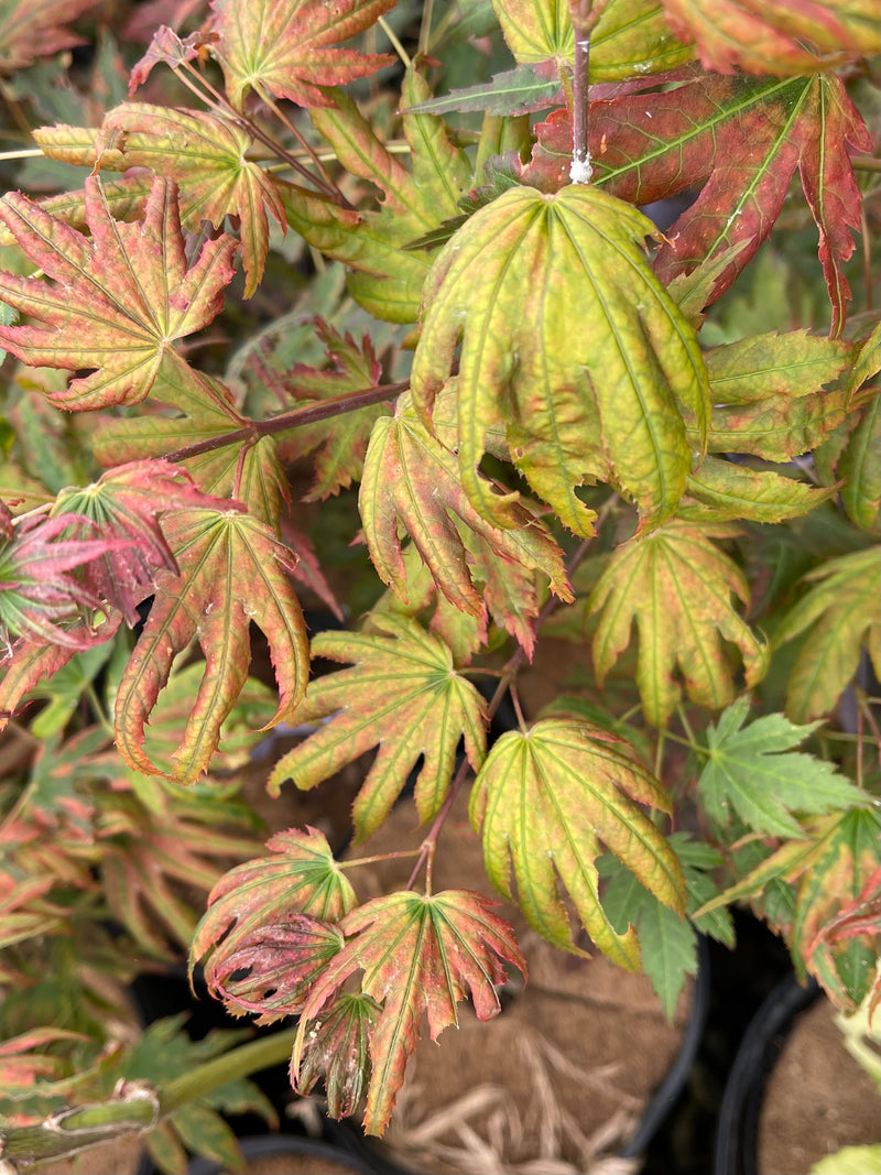 - Acer palmatum x 'Purple Curl' Japanese Maple - Mr Maple │ Buy Japanese Maple Trees