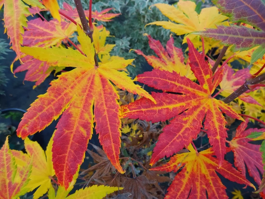 Acer palmatum 'Festival' Japanese Maple