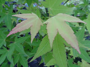 - Acer oliverianum 'Hot Blonde' Golden Japanese Maple - Mr Maple │ Buy Japanese Maple Trees