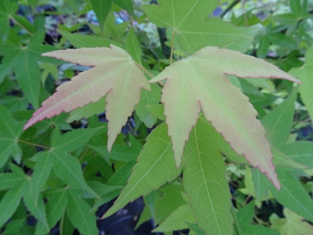 Acer oliverianum 'Hot Blonde' Golden Japanese Maple