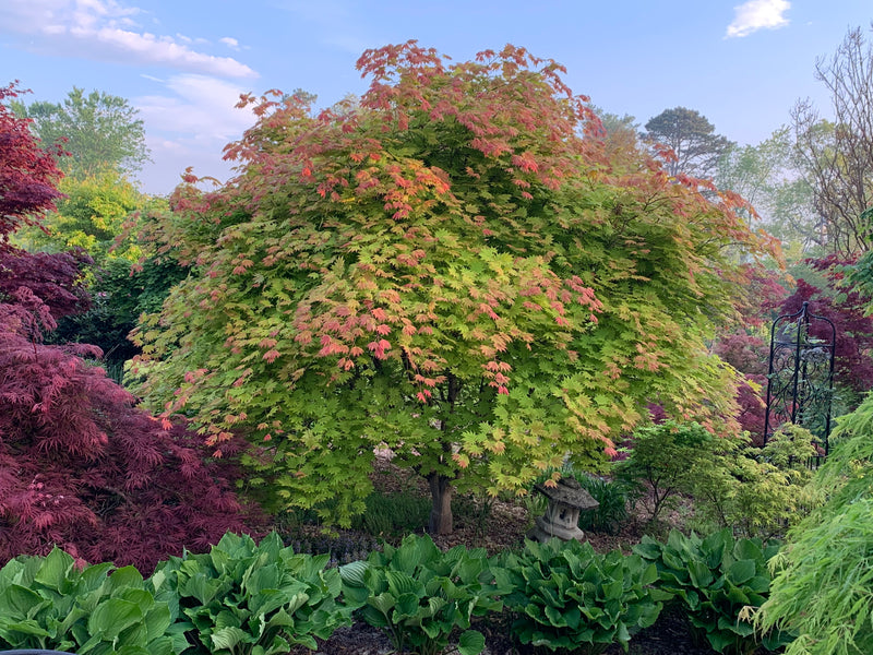 - Acer shirasawanum 'Moonrise™' Full Moon Japanese Maple - Mr Maple │ Buy Japanese Maple Trees