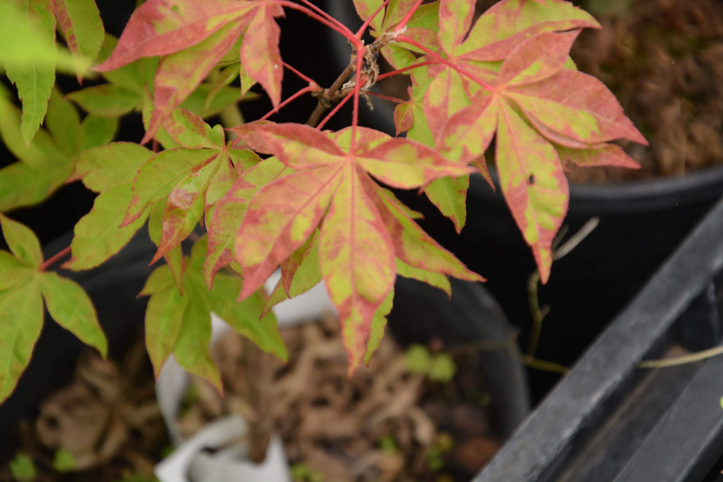 Acer palmatum 'Kin pai' Japanese Maple