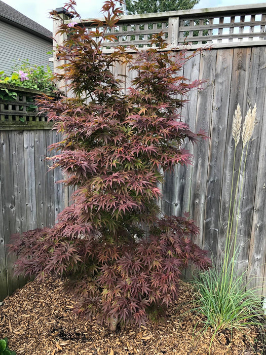 Acer palmatum 'Pixie' Japanese Maple