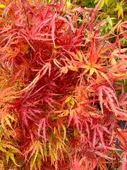 - Acer palmatum 'Green Strap' Rare Japanese Maple - Mr Maple │ Buy Japanese Maple Trees