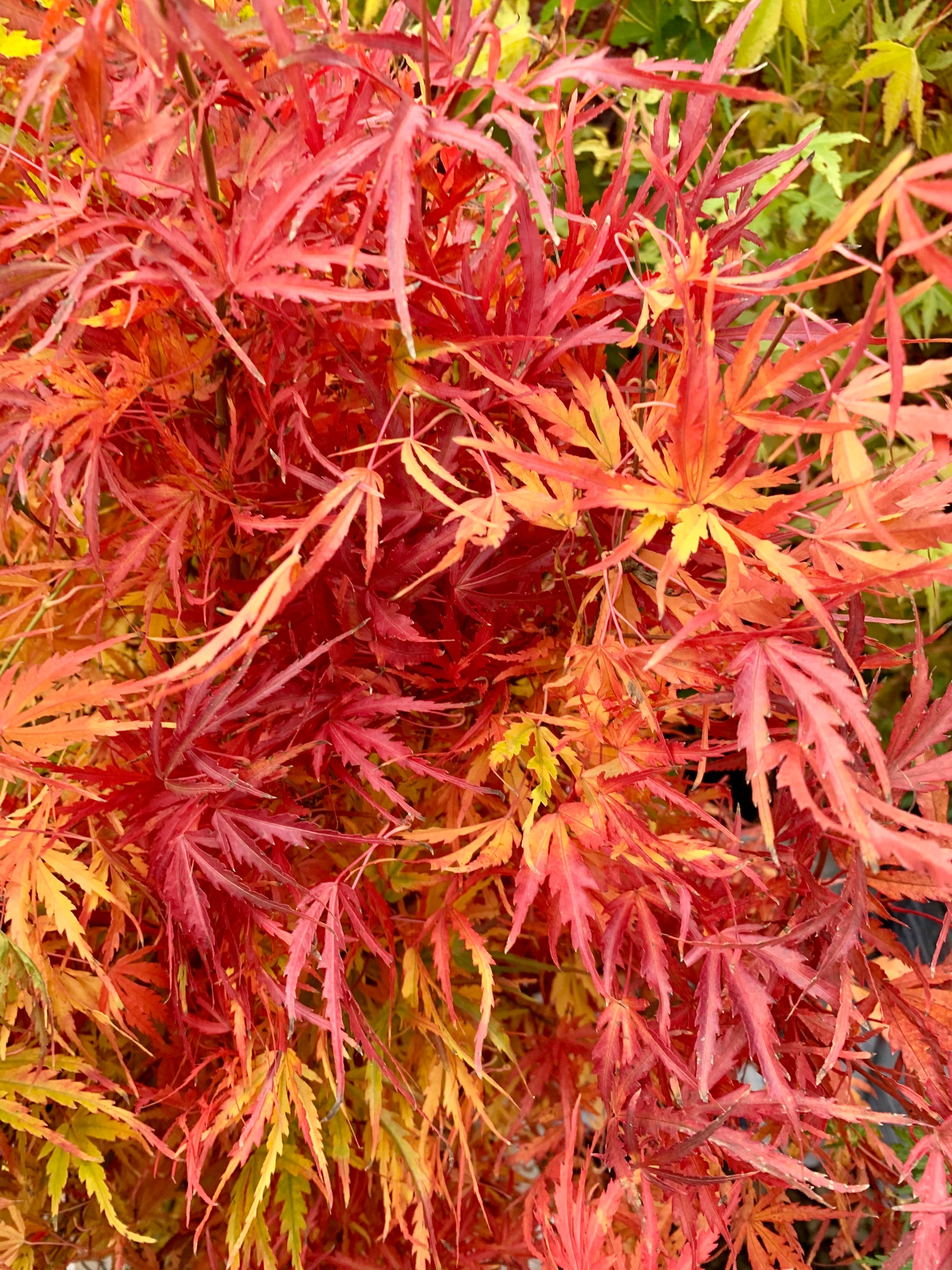 MrMaple 10 New Trees @ 10am on Tuesday — Mr Maple │ Buy Japanese Maple ...