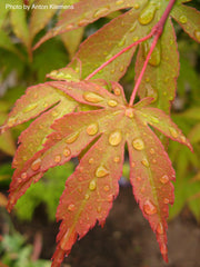 - Acer palmatum 'Osakazuki' Japanese Maple - Mr Maple │ Buy Japanese Maple Trees