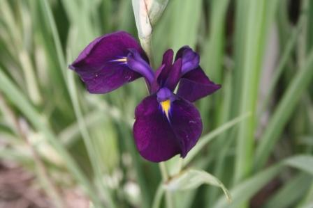 Iris ensata 'Variegata' Japanese Water Iris