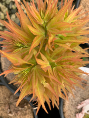 - Acer palmatum 'Mystic Mikawa' Miniature Japanese Maple - Mr Maple │ Buy Japanese Maple Trees