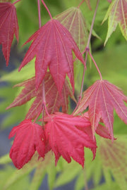- FOR PICKUP ONLY | Acer shirasawanum Moonrise™ Full Moon Japanese Maple | DOES NOT SHIP - Mr Maple │ Buy Japanese Maple Trees