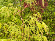 - Acer palmatum 'Yellow Threads' Rare Japanese Maple - Mr Maple │ Buy Japanese Maple Trees