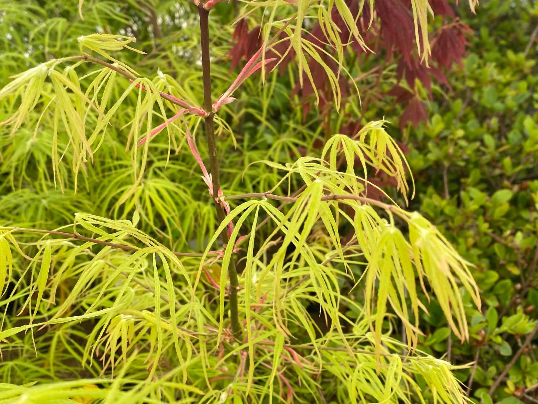 Buy Acer palmatum 'Yellow Threads' Rare Japanese Maple — Mr Maple │ Buy ...