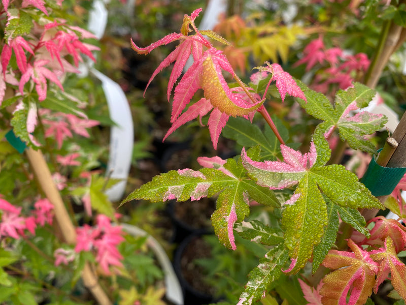 - Acer palmatum 'Ilarian' Japanese Maple - Mr Maple │ Buy Japanese Maple Trees