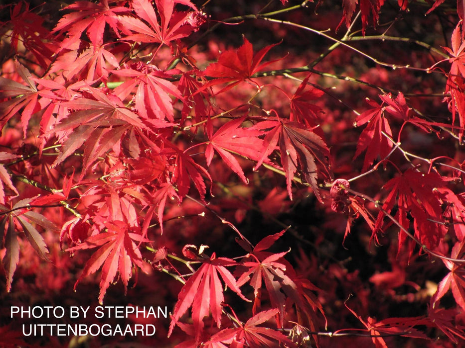 Acer palmatum 'Edna Bergman' Japanese Maple