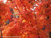 - Acer palmatum 'Shishigashira' Lion's Head Japanese Maple - Mr Maple │ Buy Japanese Maple Trees