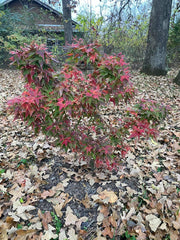 - Acer palmatum 'Japanese Princess' Dwarf Japanese Maple - Mr Maple │ Buy Japanese Maple Trees