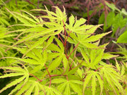 - Acer palmatum 'Green Strap' Rare Japanese Maple - Mr Maple │ Buy Japanese Maple Trees