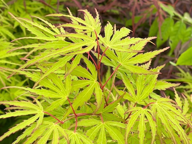 - Acer palmatum 'Green Strap' Rare Japanese Maple - Mr Maple │ Buy Japanese Maple Trees