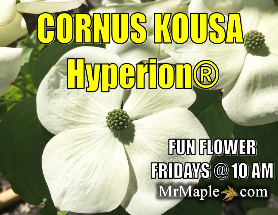 Cornus kousa 'KF111-1’ Hyperion® Heavy Flowering Chinese Dogwood