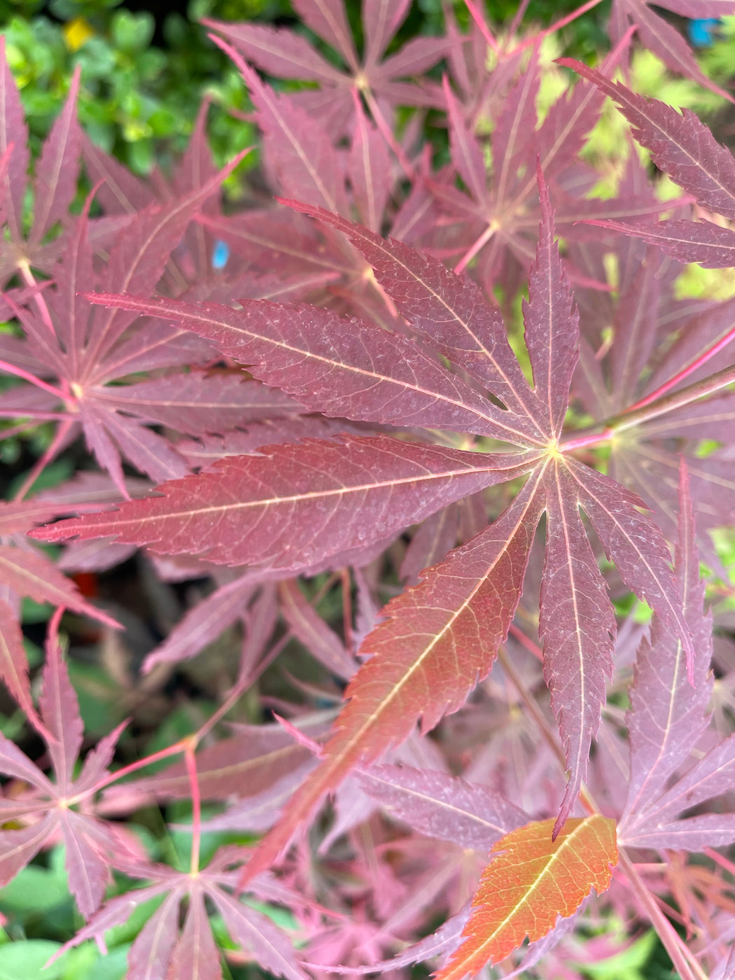 Buy Acer shirasawanum 'Royalty' Red Full Moon Japanese Maple — Mr Maple ...