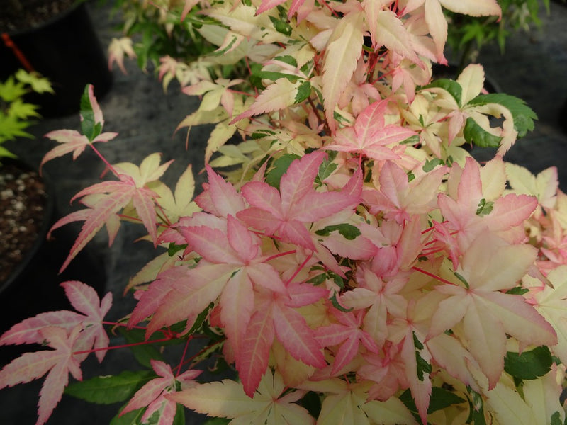 - Acer palmatum 'Ilarian' Japanese Maple - Mr Maple │ Buy Japanese Maple Trees