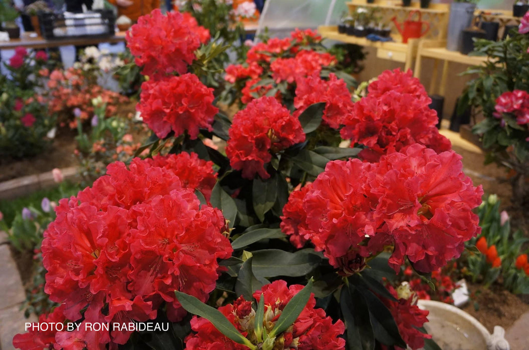 Rhododendron 'Honorable Jean Marie de Montegue' Bright Red Blooms