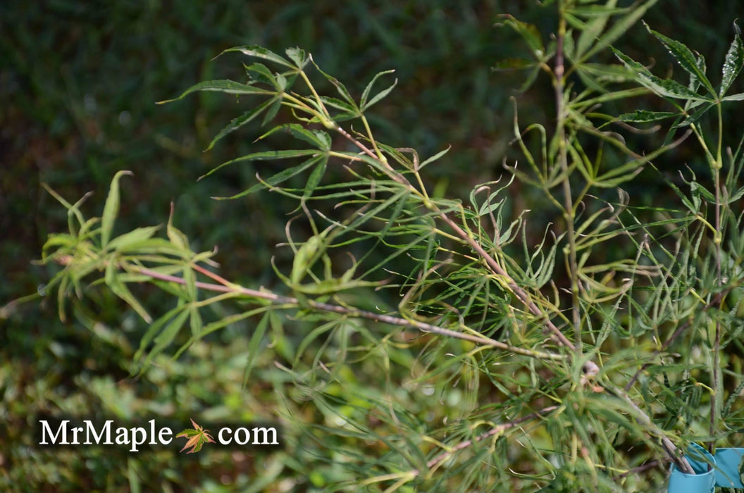 Acer palmatum 'Fukinagashi' Strap Leaf Japanese Maple