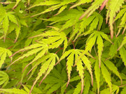 - Acer palmatum 'Green Strap' Rare Japanese Maple - Mr Maple │ Buy Japanese Maple Trees