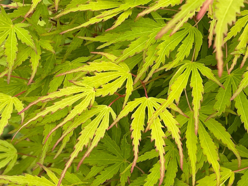 - Acer palmatum 'Green Strap' Rare Japanese Maple - Mr Maple │ Buy Japanese Maple Trees
