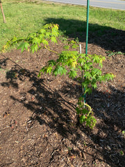 - Acer palmatum 'Rikuzen shidare' Weeping Japanese Maple - Mr Maple │ Buy Japanese Maple Trees