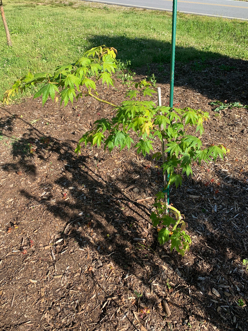 - Acer palmatum 'Rikuzen shidare' Weeping Japanese Maple - Mr Maple │ Buy Japanese Maple Trees