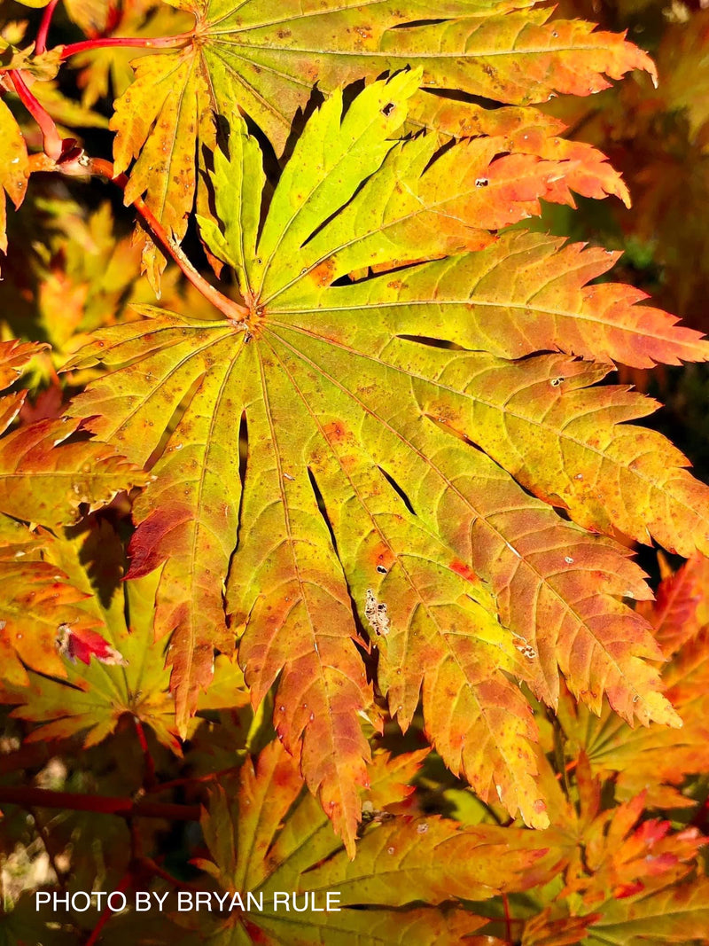 - Acer japonicum 'Yama kage' Mountain Shadows Full Moon Japanese Maple - Mr Maple │ Buy Japanese Maple Trees