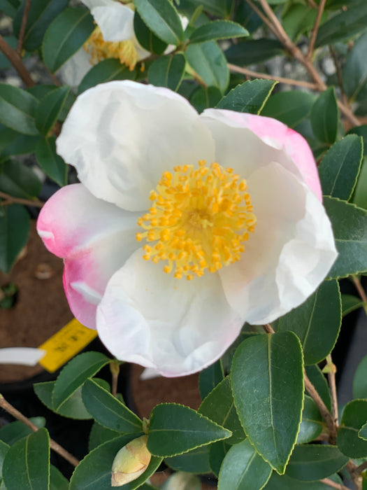 Camellia x 'Survivor' Cold Hardy Zone 6 White Flowering Camellia