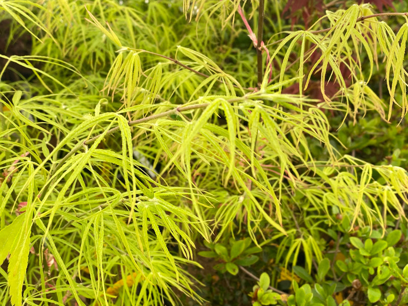 - Acer palmatum 'Yellow Threads' Rare Japanese Maple - Mr Maple │ Buy Japanese Maple Trees