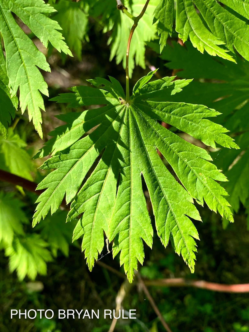 - FOR PICKUP ONLY | Acer japonicum 'Yama kage' Mountain Shadows Full Moon Japanese Maple | DOES NOT SHIP - Mr Maple │ Buy Japanese Maple Trees