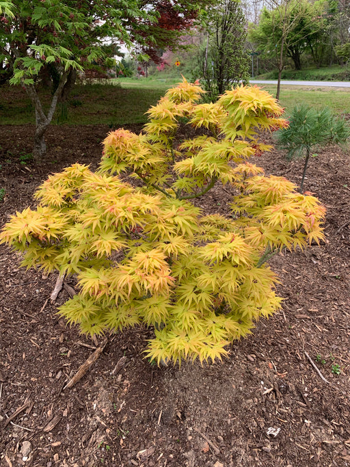 - Acer palmatum 'Mayday' Rare Dwarf Japanese Maple - Mr Maple │ Buy Japanese Maple Trees