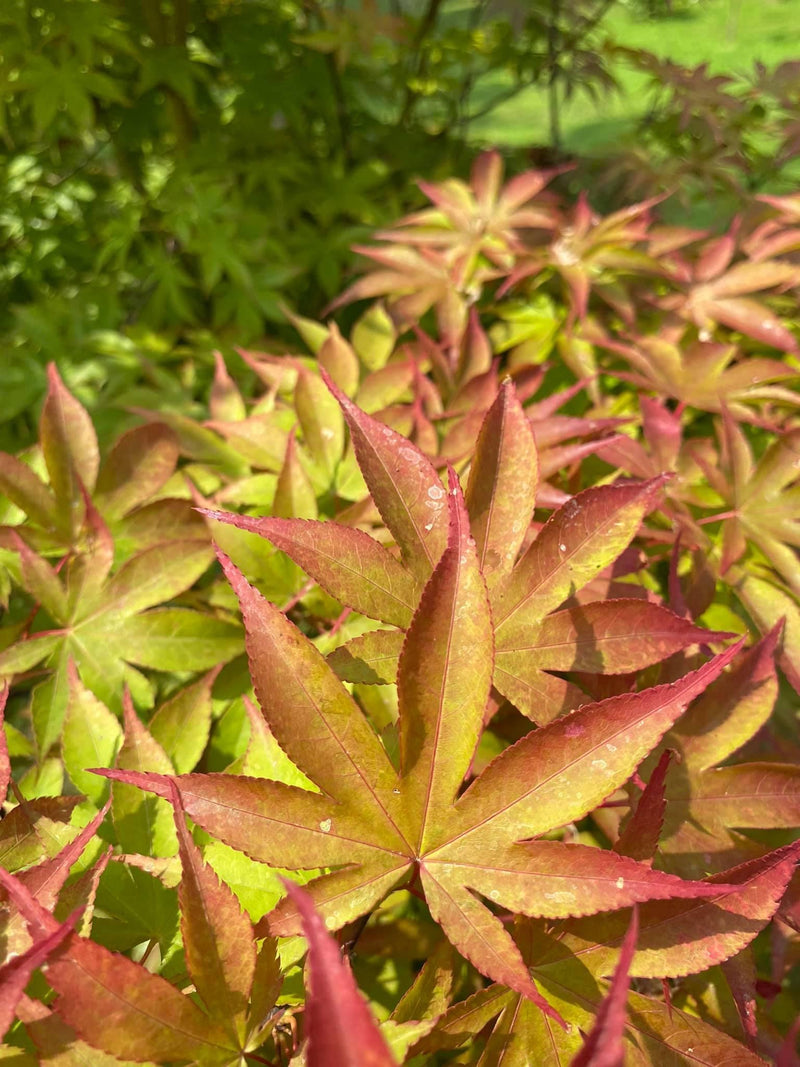 - Acer palmatum 'Osakazuki' Japanese Maple - Mr Maple │ Buy Japanese Maple Trees