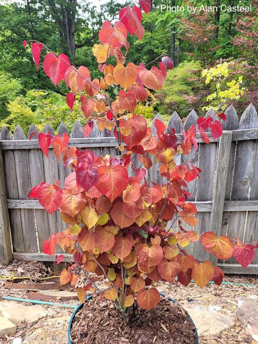Cercis canadensis ‘NC2016-2’ Flame Thrower® Redbud Tree