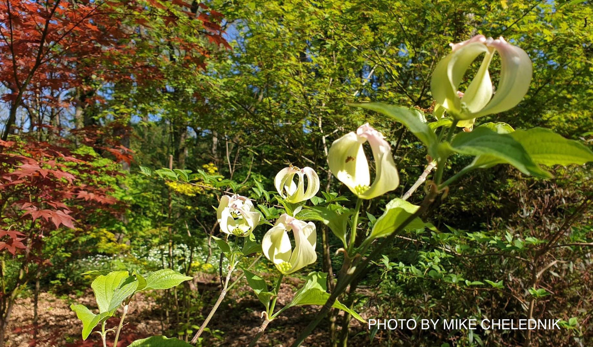 Cornus florida ssp urbiniana Magic Mexican Dogwood