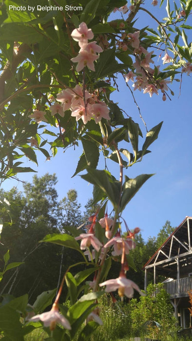 Styrax japonicus 'Momo shidare' Weeping Pink Flower Snowbell
