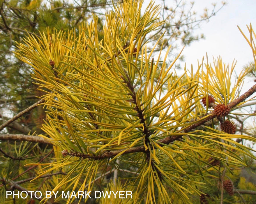Pinus virginiana 'Wate’s Golden Broom' Winter Yellow Virginia Pine