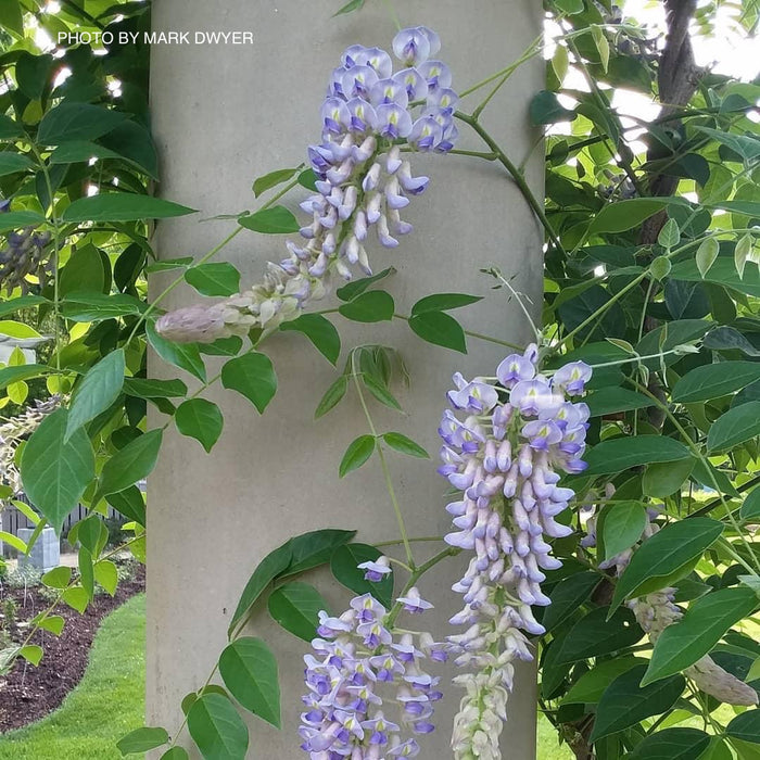 Native Kentucky Wisteria - 1 Gallon Established Plant – Tristar Plants