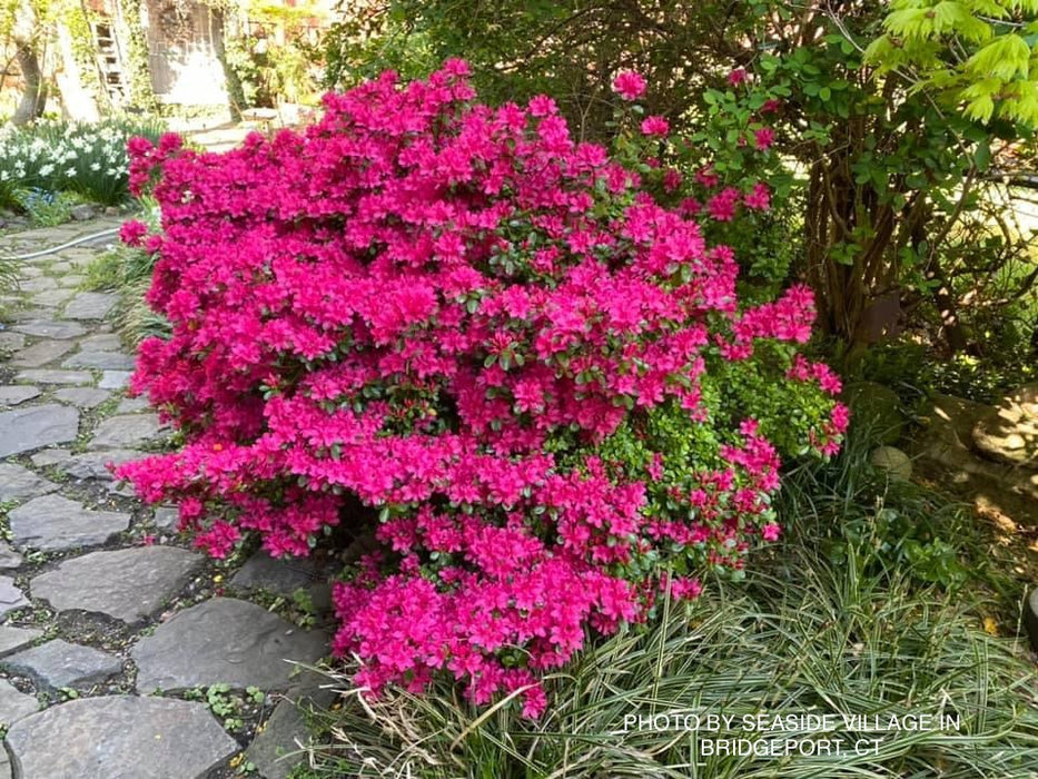 Azalea 'Hinodegiri’ Purple Red Flowering Kurume Azalea