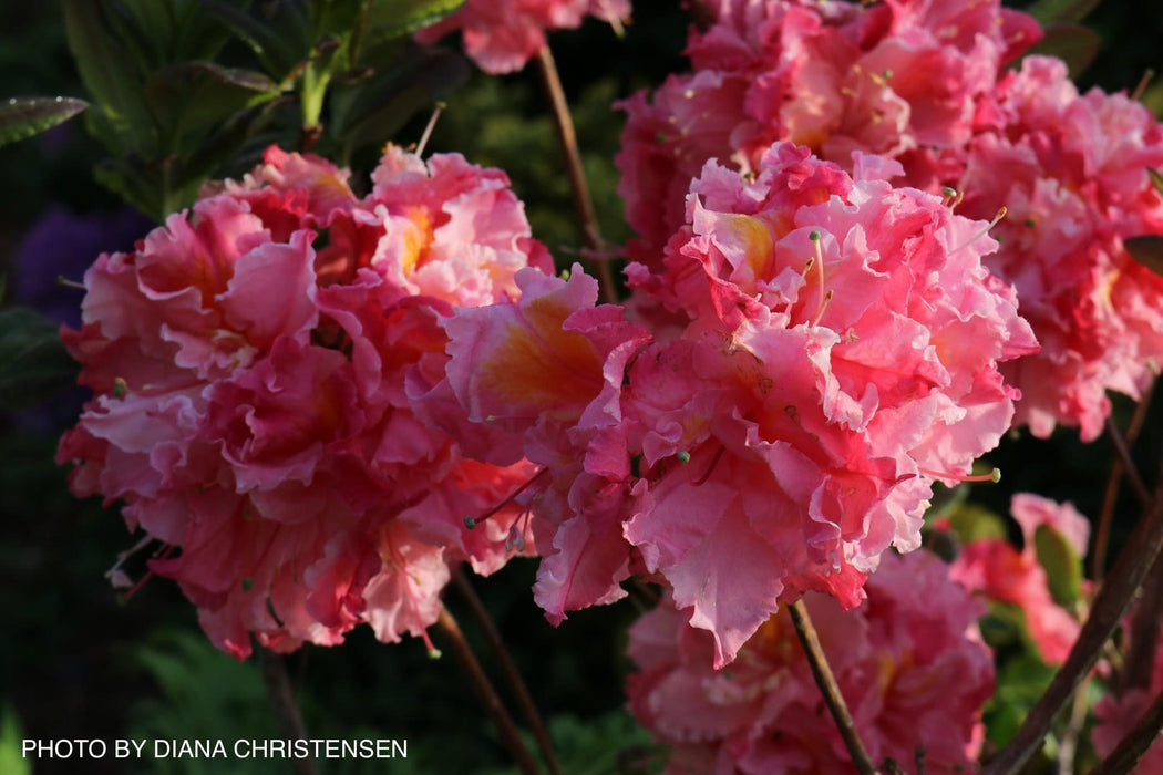 Azalea 'Pink-A-Boo’ Pink Flowers Deciduous Azalea