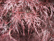 - Acer palmatum 'Red Filigree Lace' Dwarf Japanese Maple - Mr Maple │ Buy Japanese Maple Trees