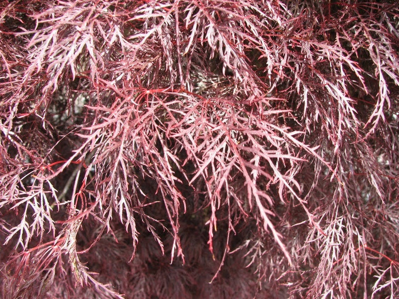 - Acer palmatum 'Red Filigree Lace' Dwarf Japanese Maple - Mr Maple │ Buy Japanese Maple Trees