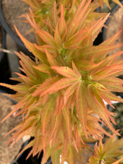 - Acer palmatum 'Mystic Mikawa' Miniature Japanese Maple - Mr Maple │ Buy Japanese Maple Trees