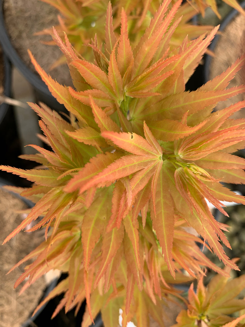 - Acer palmatum 'Mystic Mikawa' Miniature Japanese Maple - Mr Maple │ Buy Japanese Maple Trees