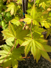 - Acer palmatum 'Dragon Master' Golden Weeping Japanese Maple - Mr Maple │ Buy Japanese Maple Trees