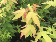- Acer oliverianum 'Hot Blonde' Golden Japanese Maple - Mr Maple │ Buy Japanese Maple Trees