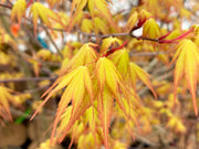 - Acer palmatum 'Alan's Gold' Pinebark Japanese Maple - Mr Maple │ Buy Japanese Maple Trees